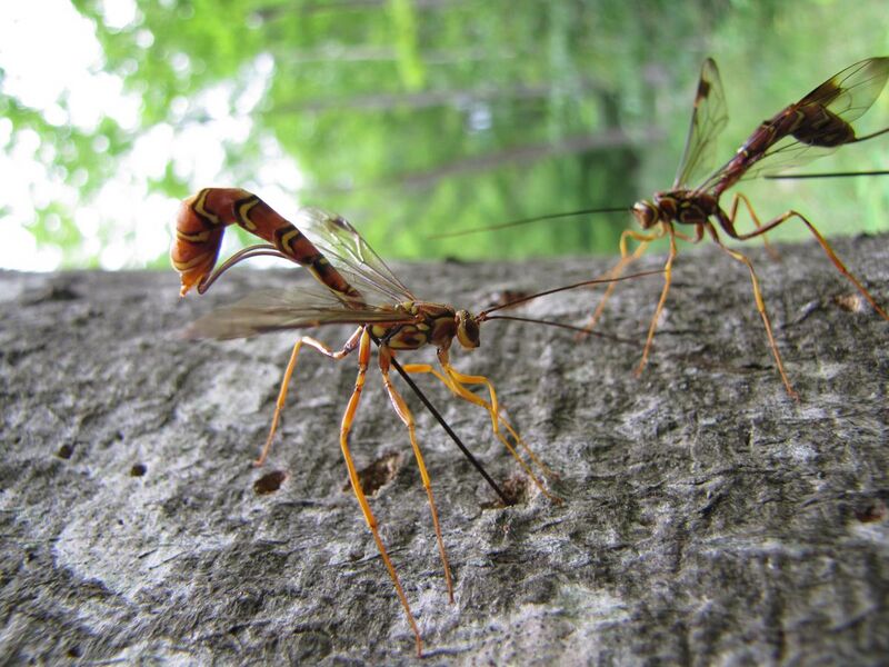 File:Ichneumon wasp (Megarhyssa macrurus lunato) (7686081848).jpg