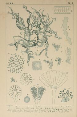 Icones of Japanese algae (Pl. C) (6049929357).jpg