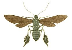 Illustrations of Exotic Entomology Aglaope Plumipes.jpg