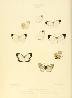 Illustrations of new species of exotic butterflies Pieris II.jpg