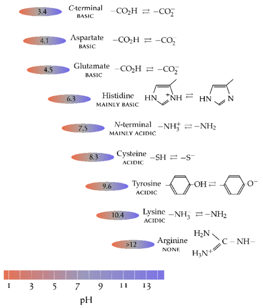 File:Ionization of groups in proteins.png