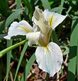 Iris fernaldii 2.jpg