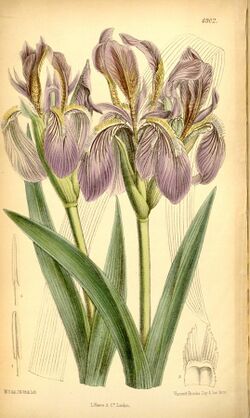 Iris scariosa curtis botanical garden image.jpg