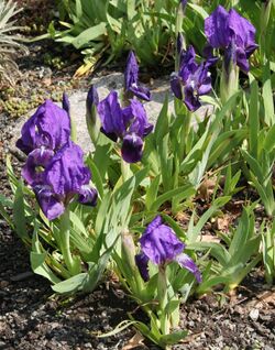 Iris subbiflora.jpg