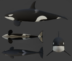 Killer whale general appearance.png