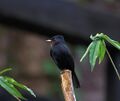 Knipolegus nigerrimus -Parque Nacional do Itatiaia, Rio de Janeiro, Brazil-8.jpg