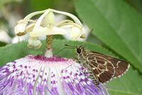 Lace-winged Roadside-Skipper Amblyscirtes aesculapius.jpg