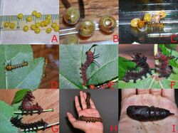 Larval development- Imperial moth.JPG