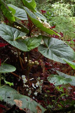 Leal Begonia baccata Sao Tomé (2).jpg