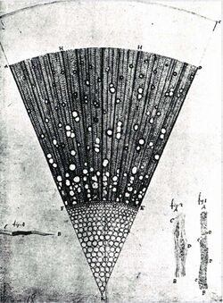 Leeuwenhoek Eschenholz.jpg