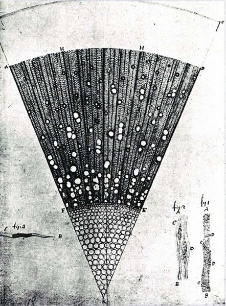 File:Leeuwenhoek Eschenholz.jpg