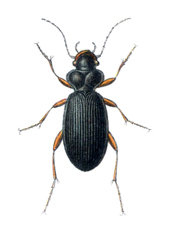 Leistus fulvibarbis.png