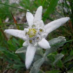 Leontopodium alpinum Szarotka alpejska 01.jpg