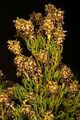 Leucadendron teretifolium 1DS-II 3-5499.jpg