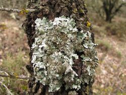 Liquen - lichen - Parmelina tiliacea (8649694783).jpg