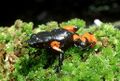 Mantella cowanii01.jpg