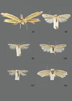 Dorsal view of six adult Megacraspedus imparellus moths ranging in size and ranging in colours from white to yellow-cream