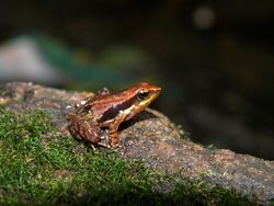 Micrixalus sali frog on mossy stone.jpg