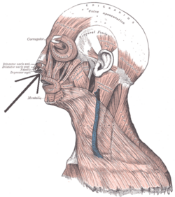 Musculuslevatorlabiisuperiorisalaequenasi.png