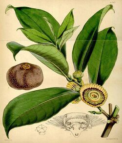 Napoleonaea imperialis00.jpg