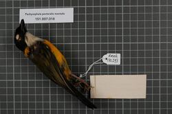 Naturalis Biodiversity Center - RMNH.AVES.130293 1 - Pachycephala pectoralis mentalis Wallace, 1863 - Pachycephalidae - bird skin specimen.jpeg