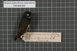 Naturalis Biodiversity Center - RMNH.AVES.132121 1 - Dicaeum erythrothorax erythrothorax Lesson, 1828 - Dicaeidae - bird skin specimen.jpeg