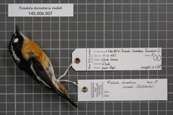 Naturalis Biodiversity Center - RMNH.AVES.84440 1 - Ficedula dumetoria riedeli (Buttikofer, 1886) - Muscicapidae - bird skin specimen.jpeg