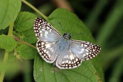 Orcus checkered-skipper (Burnsius orcus) male To.jpg