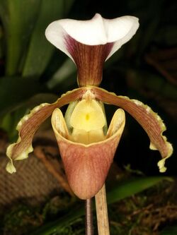 Paphiopedilum coccineum Orchi 1027.JPG