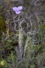 Patersonia spirifolia - 51706443544.jpg