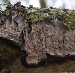Peniophora-quercina-Crust-fungus-20110225a.JPG
