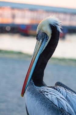 Peruvian pelican in Paracas, Peru.jpg