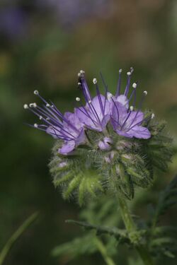 Phacelia tanacetifolia 7738.JPG