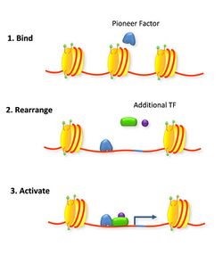 Pioneer Factor rearrange the nucleosome.jpg