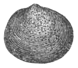 Pisidium punctiferum.png