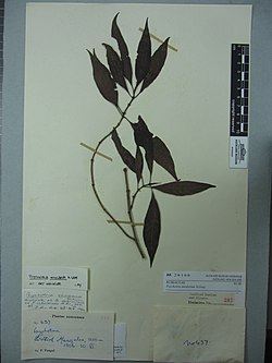 Psychotria insularum A.Gray (AM AK28166).jpg