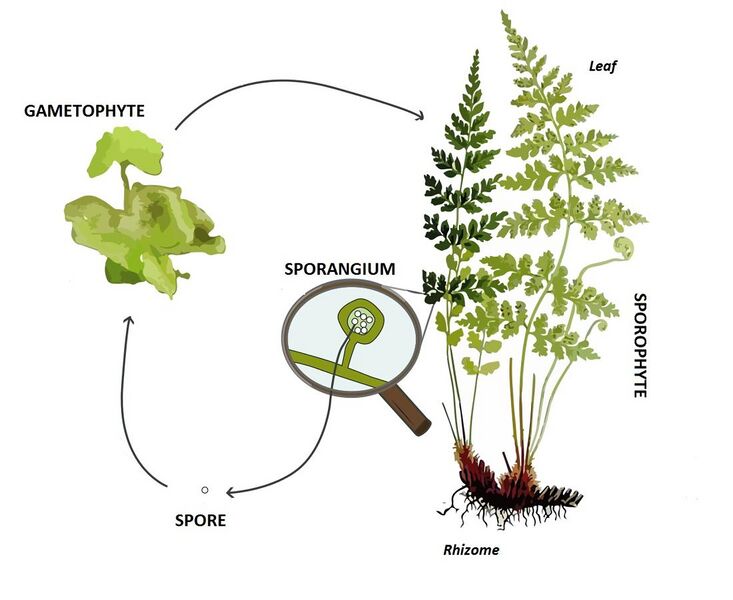 File:Pteridophyte lifecycle.jpg