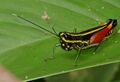 Red-thighed Grasshopper (Traulia ? sp.) (23053565342).jpg