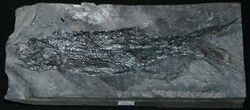 Rhabdolepis macropterus (fossil fish) (Lower Permian; Germany) 1 (34049932030).jpg
