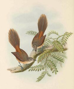 Rhipidura opistherythra - The Birds of New Guinea (cropped).jpg