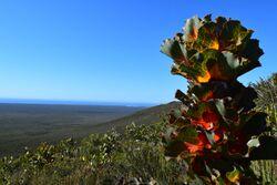 Royal Hakea on West Mount Barren.jpg