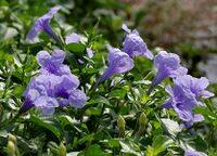 Ruellia tuberosa (Wayside Tuberose) in Hyderabad W IMG 9012.jpg