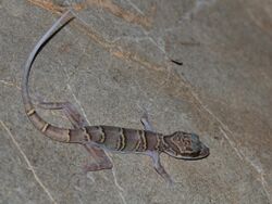 Saraburi Bent-toed Gecko imported from iNaturalist photo 60474384 on 11 October 2021.jpg