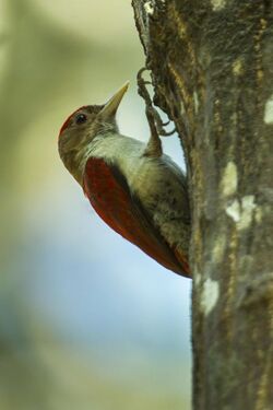 Scarlet-backed Woodpecker - Ecuador S4E7608.jpg