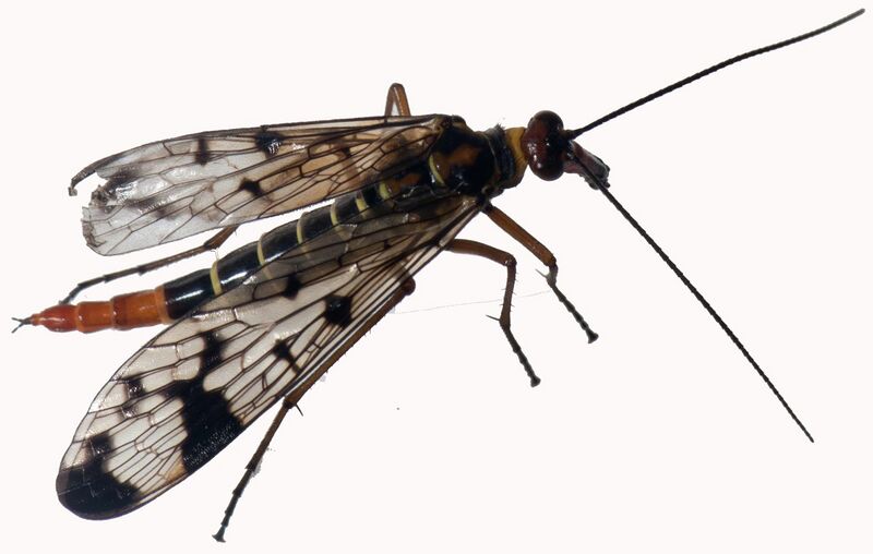 File:Scorpionfly (white background).jpg