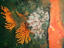 Sinuous sea fans and orange wall sponge at Finlay's Point PA011692.JPG