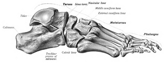 Medical diagram of the foot bones