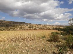 Field in Addi Azmera