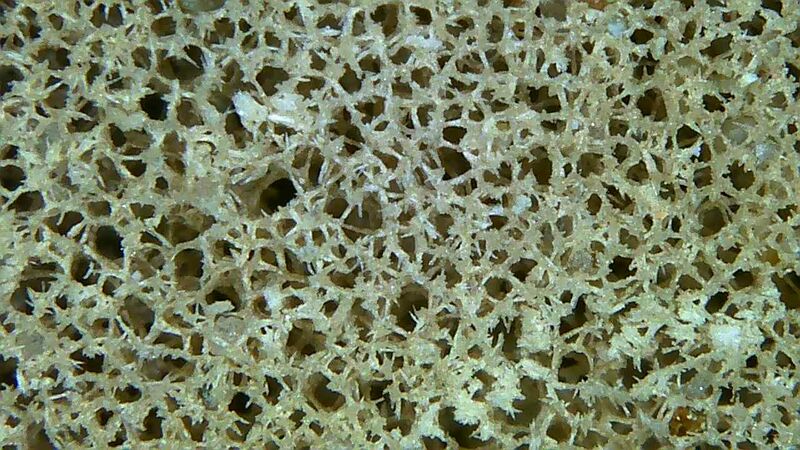 File:Sponge Spicules.jpg