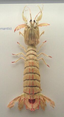 Squilla mantis - Naturmuseum Senckenberg - DSC02132.JPG